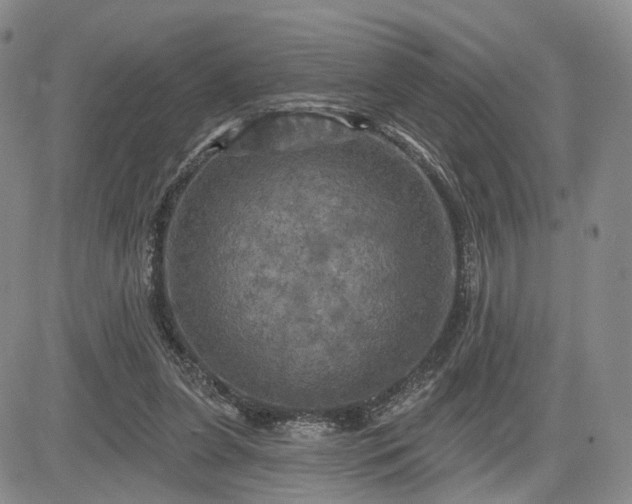 X0000084560255200703021431