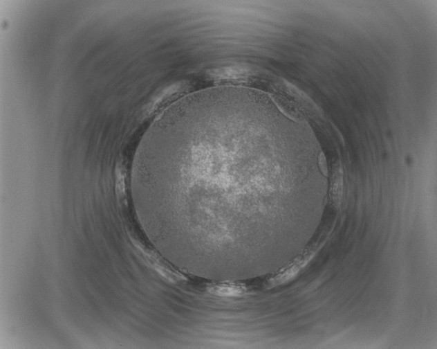 X0000084560282200703021431