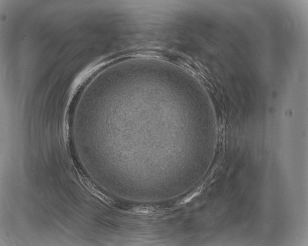 X0000084560294200703021430