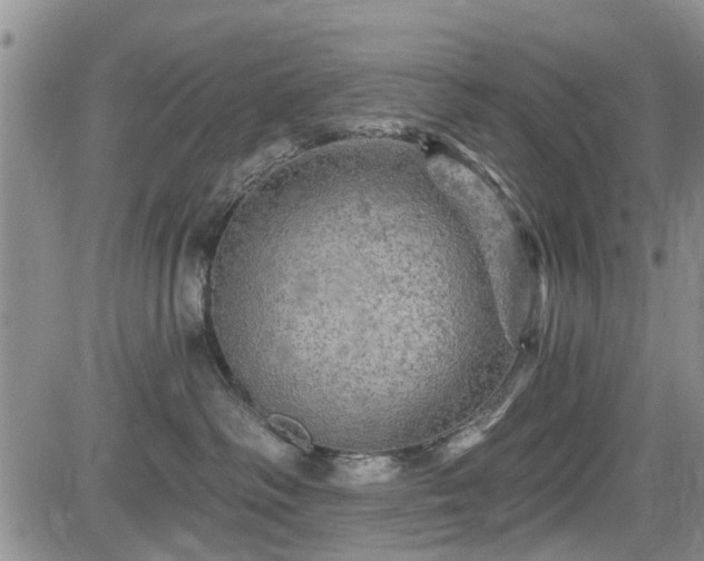 X0000084560334200703021430