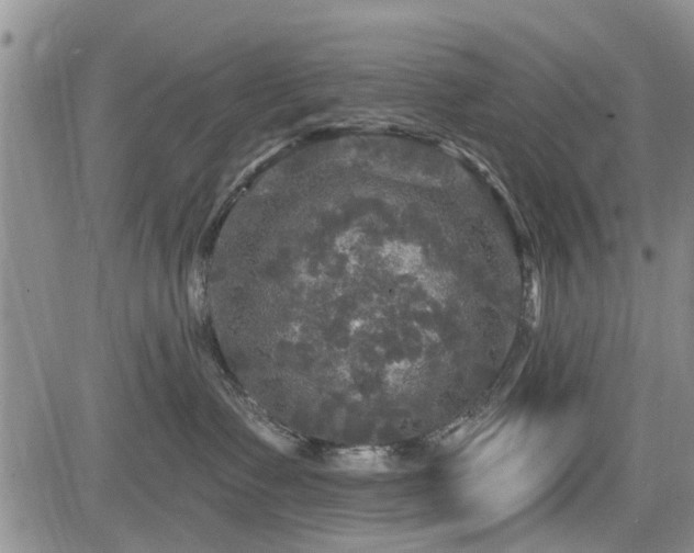 X0000084560335200703021430