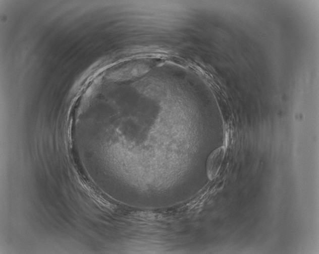 X0000084560339200703021429