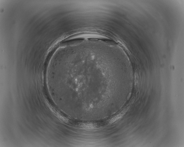 X0000084560349200703021429