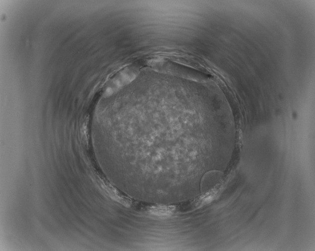 X0000084560373200703021429