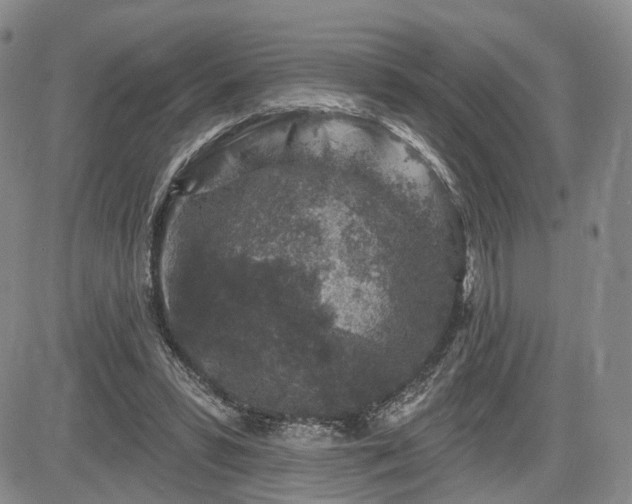 X0000084560399200703021429