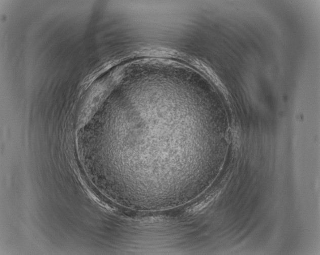 X0000084560433200703021427