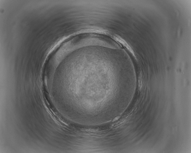 X0000084560436200703021427