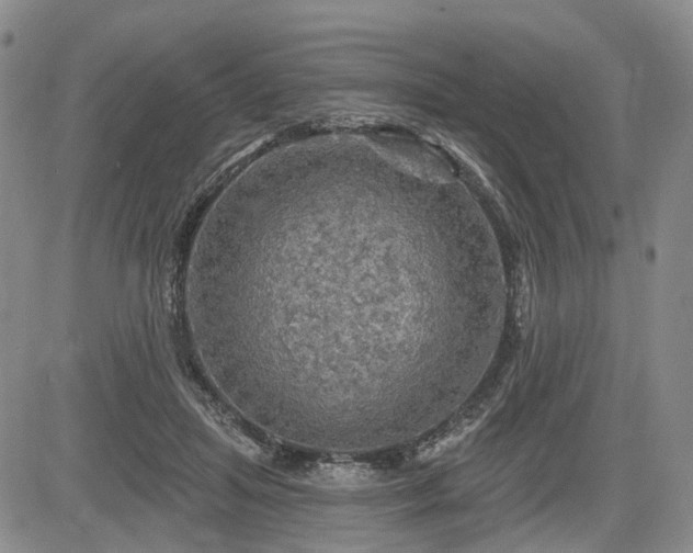 X0000084560455200703021428