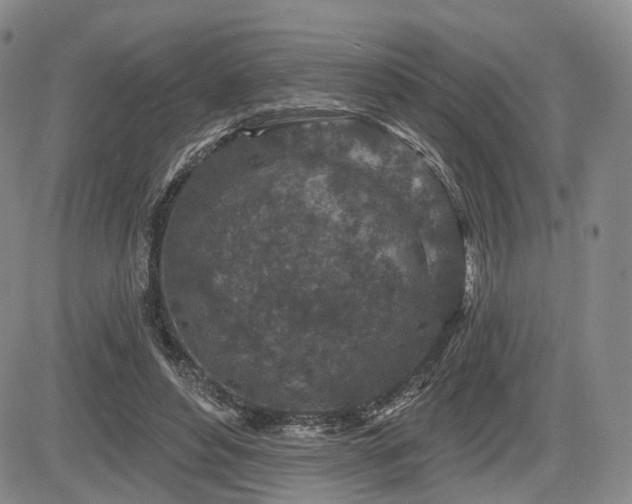 X0000084560496200703021427