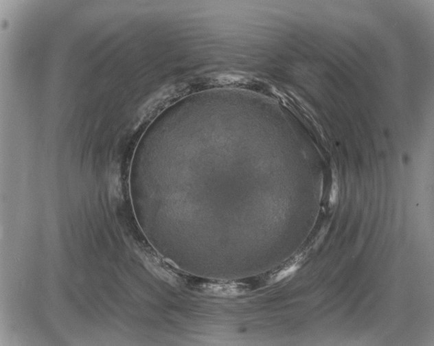 X0000084560524200703021427