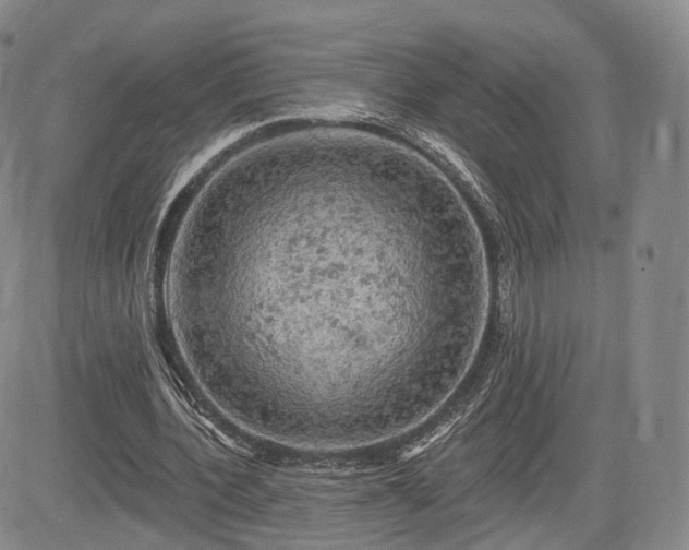 X0000084560532200703021426