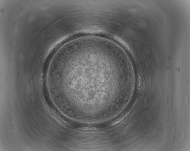 X0000084560535200703021426