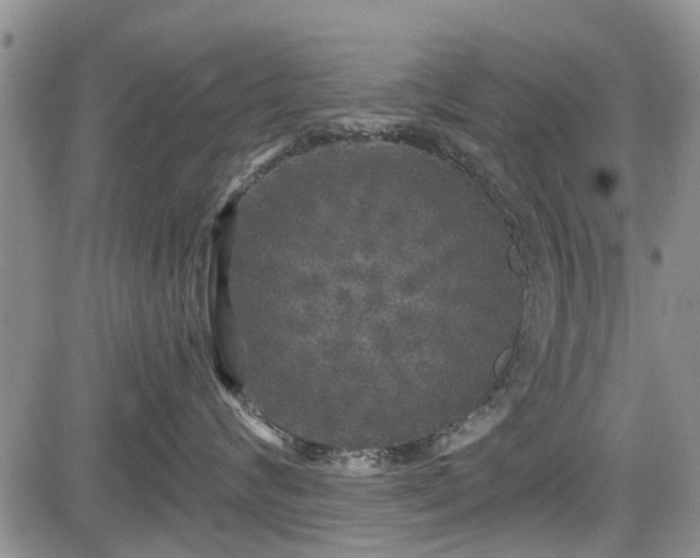 X0000084560624200703021425