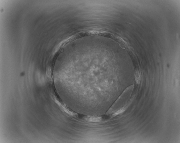 X0000084560670200703021425