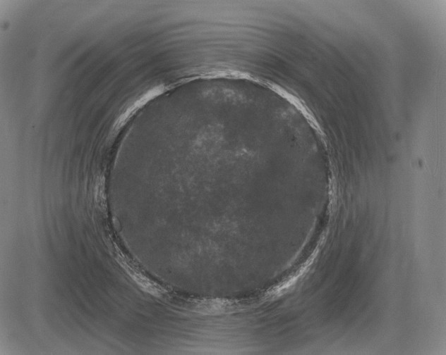 X0000084560881200703021420