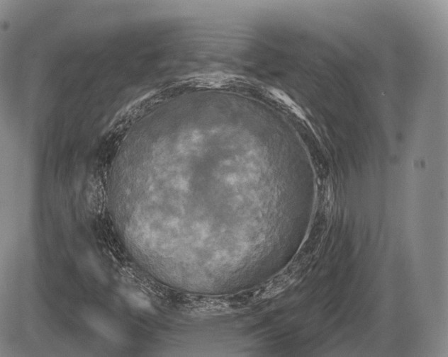 X0000084561446200703021411