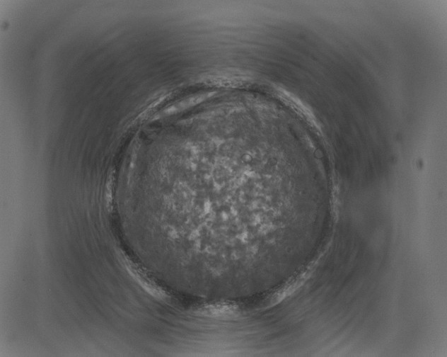 X0000084560065200703091756