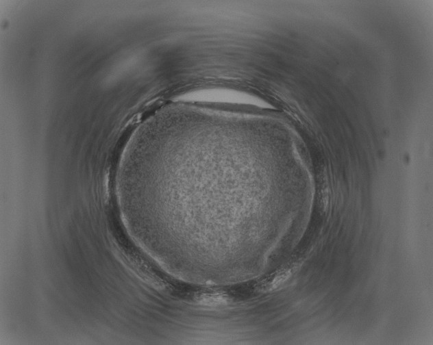 X0000084560262200703091752