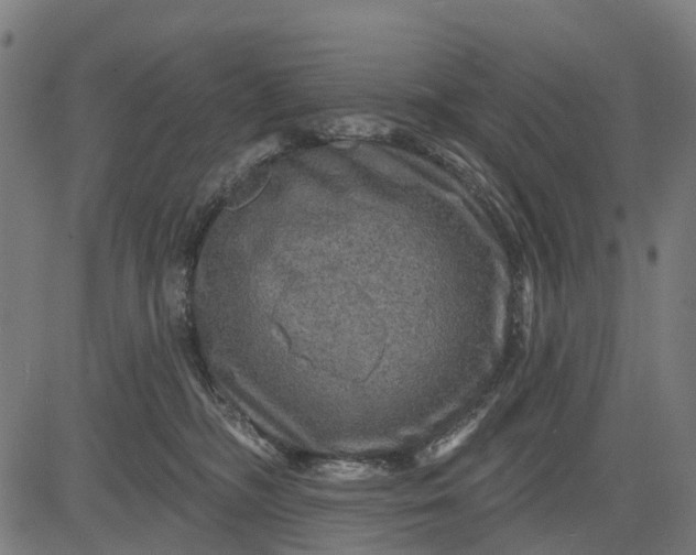 X0000084560326200703091751