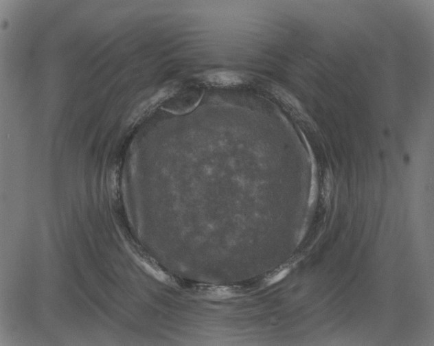 X0000084560330200703091751