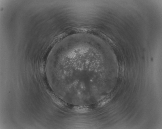 X0000084560331200703091751