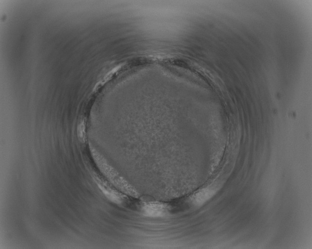 X0000084560336200703091751