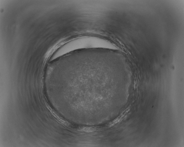 X0000084560341200703091751