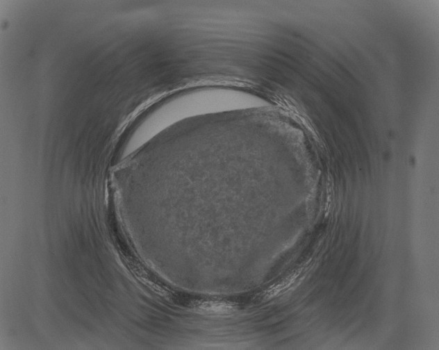 X0000084560348200703091751