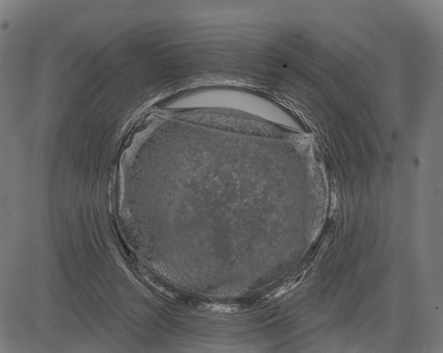 X0000084560352200703091751