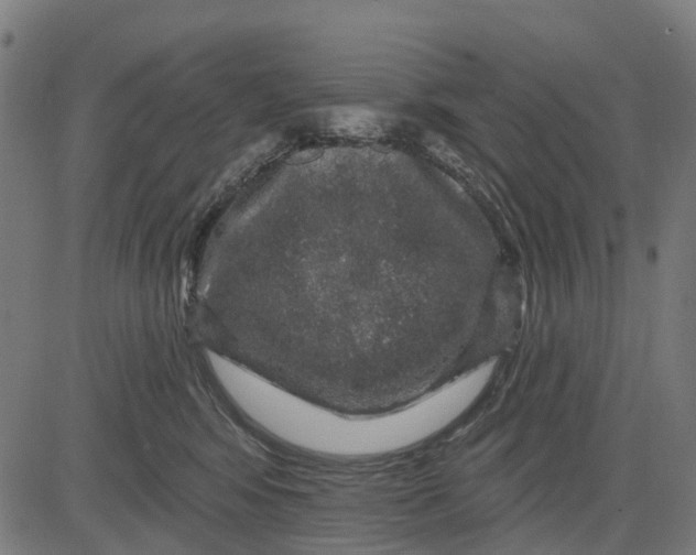 X0000084560424200703091750