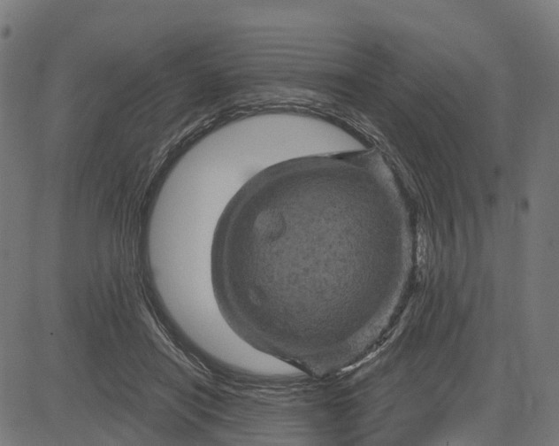 X0000084560454200703091749