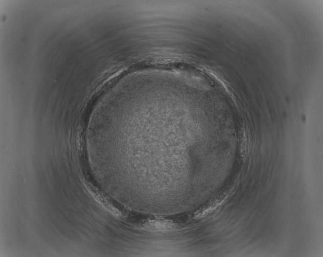 X0000084560455200703091749