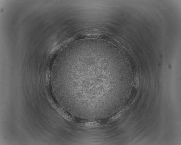 X0000084560468200703091750