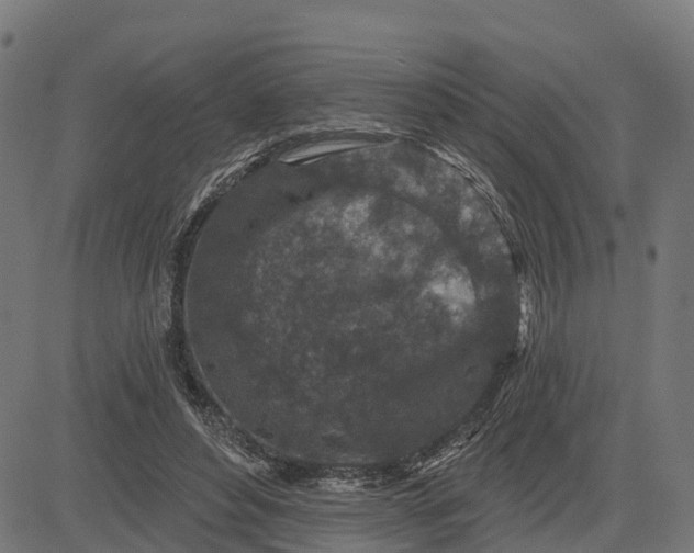 X0000084560496200703091749