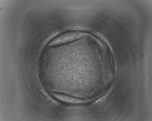 X0000084560625200703091746