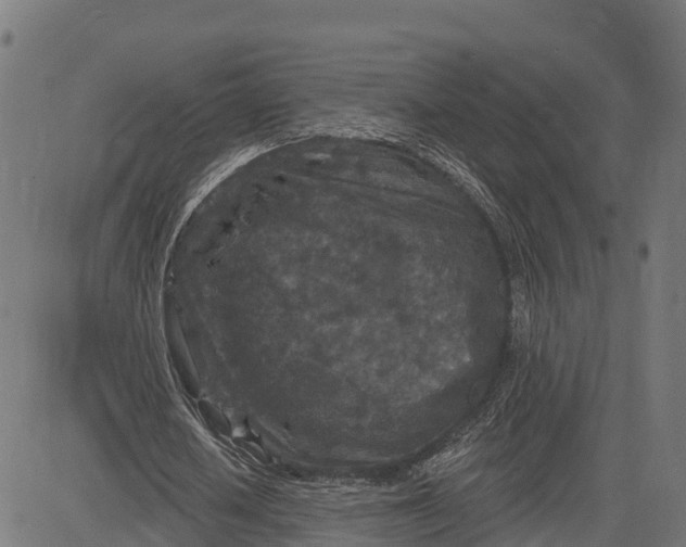 X0000084560626200703091746