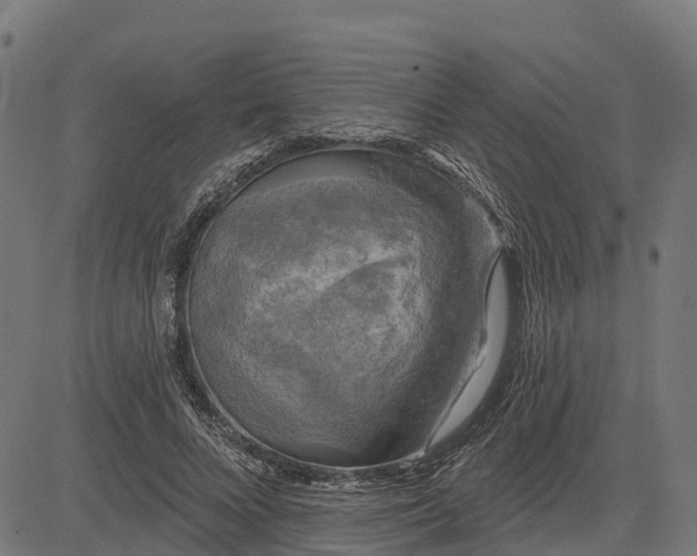 X0000084560688200703091745