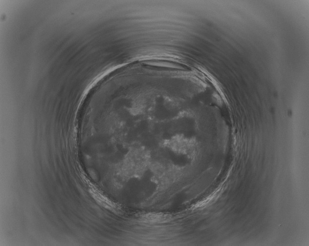 X0000084560779200703091744