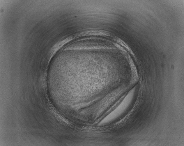 X0000084560786200703091744