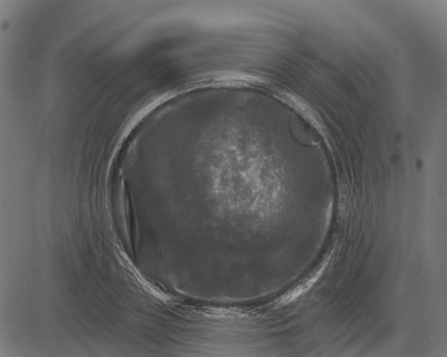 X0000084560835200703091743