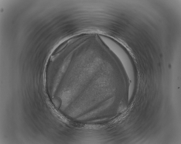 X0000084560840200703091743