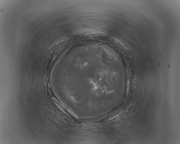 X0000084560917200703091741