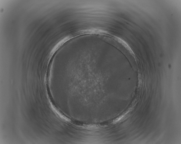 X0000084560946200703091741