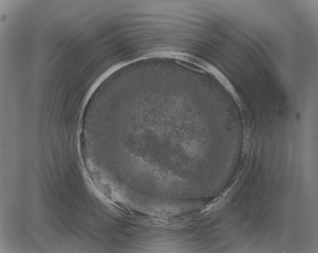 X0000084560955200703091742