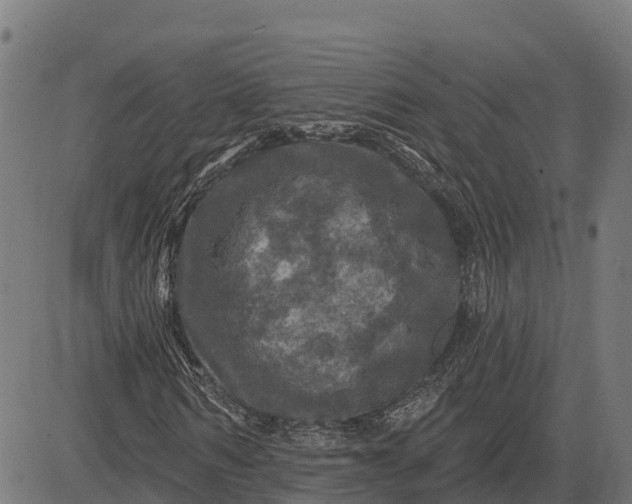 X0000084560962200703091741