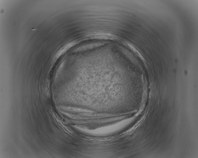 X0000084560970200703091741