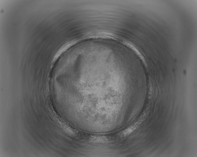 X0000084560978200703091741