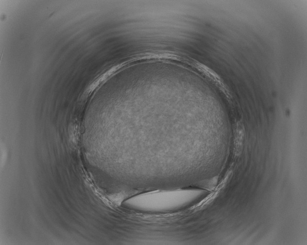 X0000084560985200703091741