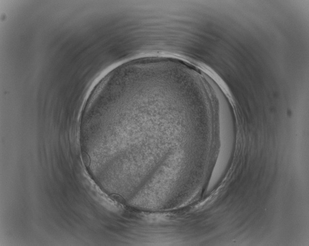 X0000084561004200703091740