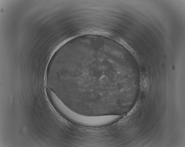 X0000084561028200703091740